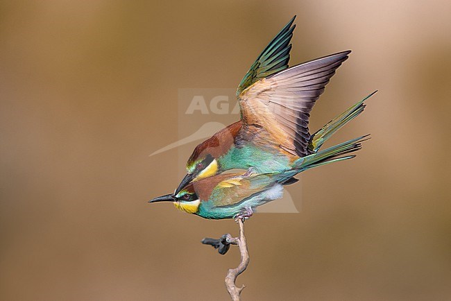 European Bee-eater, Merops apiaster, in Italy. Mating pair. stock-image by Agami/Daniele Occhiato,