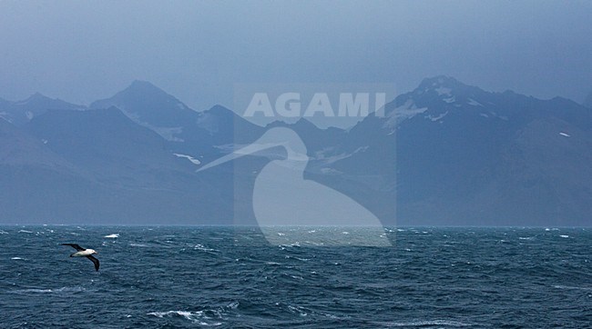 Wenkbrauwalbatros vliegend voor Zuid-Georgië; Black-browed Albatross flying in front of South Georgia stock-image by Agami/Marc Guyt,