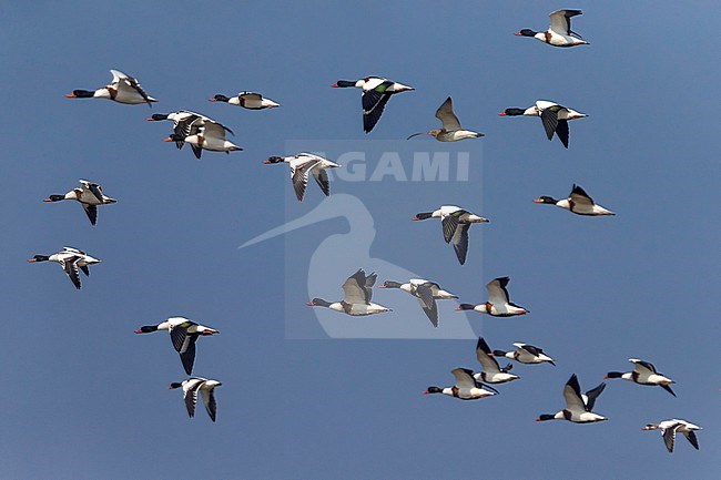 Bergeenden in vlucht; Common Shelducks in flight stock-image by Agami/Daniele Occhiato,