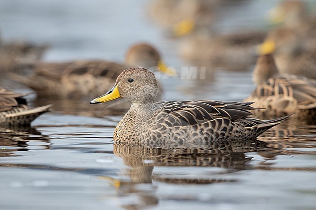 Yellow-billed Pintail (Anas georgica) at Laguna Cocha, Colombia. stock-image by Agami/Tom Friedel,
