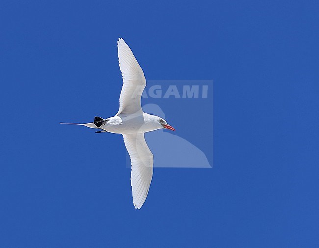 Male  Red-tailed Tropicbird, Phaethon rubricauda, at Reitoru- Tuamotu archipelago - French polynesia. stock-image by Agami/Aurélien Audevard,