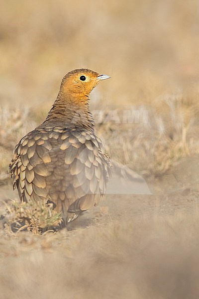 Chestnut-bellied Sandgrouse (Pterocles exustus) perched on the ground in Tanzania. stock-image by Agami/Dubi Shapiro,