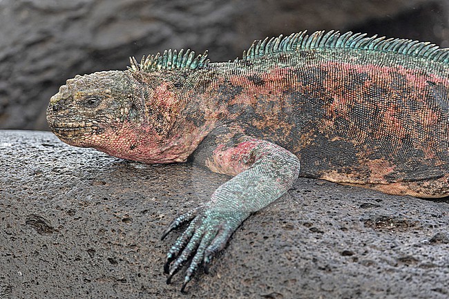 Marine iguana (Amblyrhynchus cristatus venustissimus) on Española Island in the Galapagos Islands, part of the Republic of Ecuador. Also known as the sea iguana, saltwater iguana, or Galápagos marine iguana. stock-image by Agami/Pete Morris,