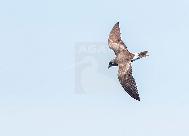 Monteiro's Storm Petrel, Oceanodroma monteiroi, in flight off the island Graciosa  in the Azores, Portugal, in late August.  Also known as Hydrobates monteiroi. stock-image by Agami/Marc Guyt,