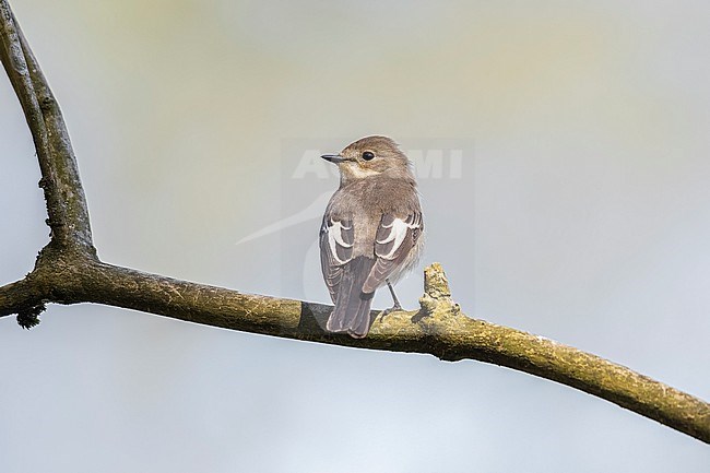 First-summer Pied Flycatcher (Ficedula hypoleuca) perched on abranch in Silex, Watermael Boitfort, Brussels, Brabant, Belgium. stock-image by Agami/Vincent Legrand,