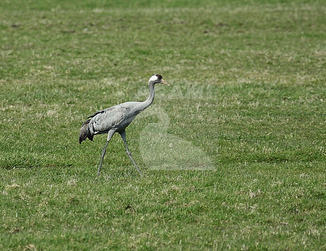 Second winter Common Crane (Grus grus) standing and seen from the side. stock-image by Agami/Fred Visscher,