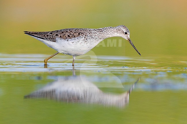 Marsh Sandpiper (Tringa stagnatilis), side view of an adult standing in the water, Campania, Italy stock-image by Agami/Saverio Gatto,