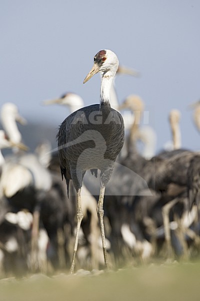 Hooded Crane standing; Monnikskraanvogel staand stock-image by Agami/Marc Guyt,