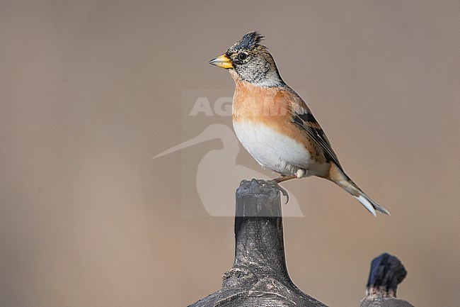a brambling male lifting up his head feathers; Fringilla montifringilla stock-image by Agami/Alain Ghignone,