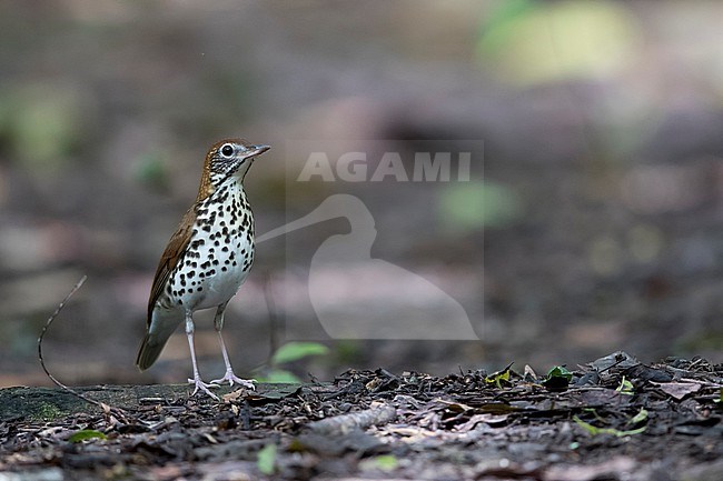 A Wood Thrush (Hylocichla mustelina) standing upright on the ground stock-image by Agami/Mathias Putze,
