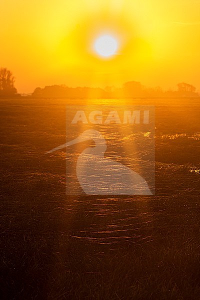 A golden sunset is seen illuminating a series of spider webs on a grassy field. stock-image by Agami/Jacob Garvelink,