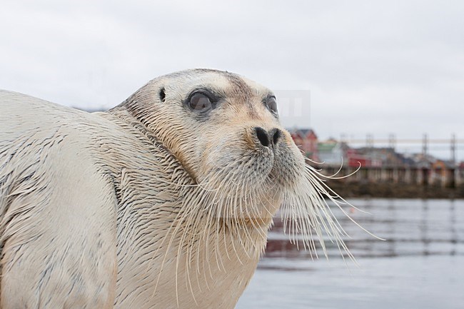 Baardrob, Bearded seal, Erignatus barbatus stock-image by Agami/Hugh Harrop,