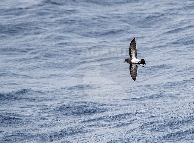 Black-bellied Storm Petrel (Fregetta tropica) flying  low over the southern pacific ocean, south of New Zealand. Showing under wing pattern. stock-image by Agami/Marc Guyt,