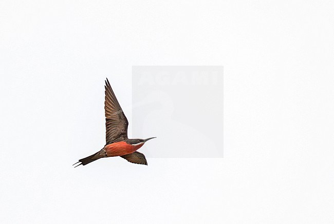 Rosy Bee-eater (Merops malimbicus) in Gabon. stock-image by Agami/Pete Morris,