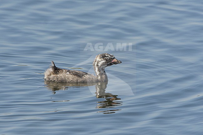 Pied-billed Grebe (Podiceps grisegena) swimming on a pond in South Texas, USA. stock-image by Agami/Glenn Bartley,