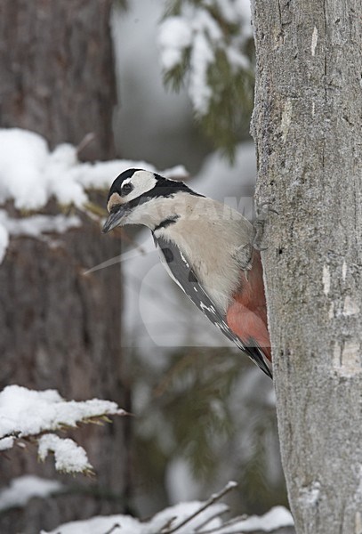 Great Spotted Woodpecker perched on a tree in winter; Grote bonte Specht zittend op een boom in de winter stock-image by Agami/Jari Peltomäki,