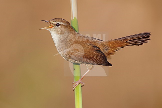 Cetti's Warbler (Cettia cetti), side view of an adult singing from a reed, Campania, Italy stock-image by Agami/Saverio Gatto,