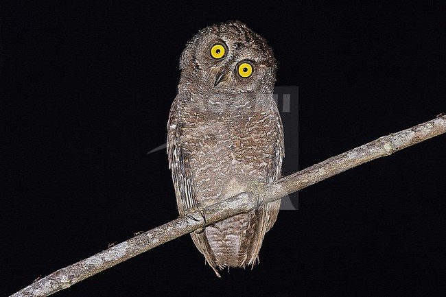 Biak Scops Owl (Otus beccarii) in West Papua, Indonesia. stock-image by Agami/Pete Morris,
