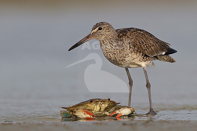 Adult breeding
Galveston Co., TX
April 2012 stock-image by Agami/Brian E Small,