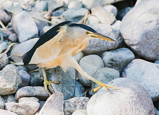 Little Bittern (Ixobrychus minutus) during spring migration on the island of Lesbos, Greece. Male walking cautiously over rocks in a river bed to some small rain water pools. Putting one foot slowly on a rock. stock-image by Agami/Marc Guyt,