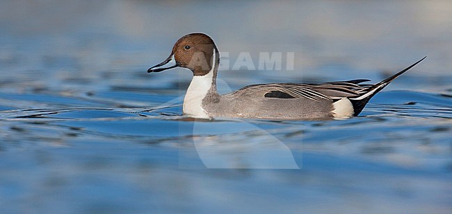 Northern Pintail, Pijlstaart, Anas acuta, Germany, adult male stock-image by Agami/Ralph Martin,