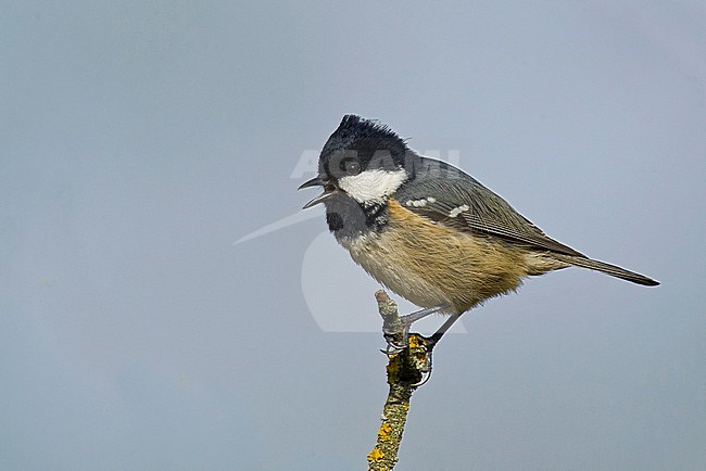 Coal Tit, Zwarte Mees stock-image by Agami/Alain Ghignone,