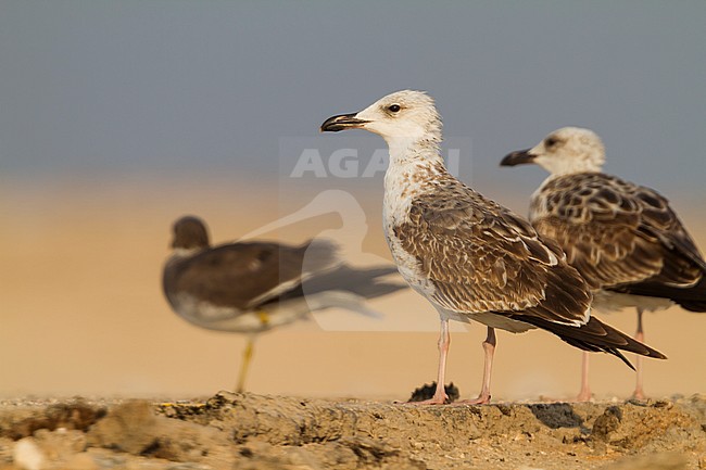 Heuglins Meeuw, Heuglin's Gull, Larus heuglini, Oman, 1st W stock-image by Agami/Ralph Martin,