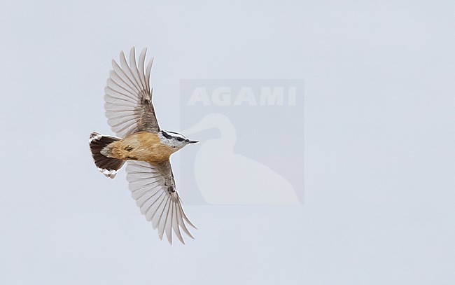 Red-breasted Nuthatch (Sitta canadensis) in flight, seen from below. stock-image by Agami/Ian Davies,