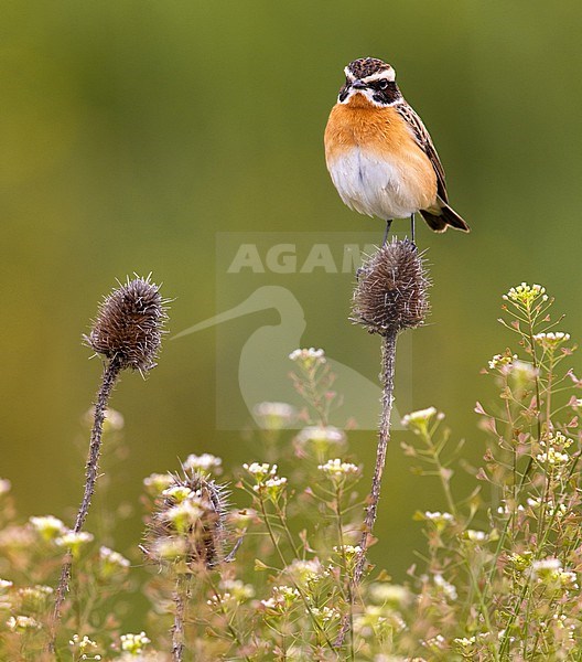 Whinchat, Saxicola rubetra, in Italy. stock-image by Agami/Daniele Occhiato,