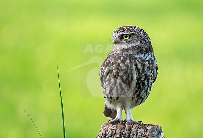 Little Owl (Athene noctua) in the Netherlands stock-image by Agami/Hans Germeraad,