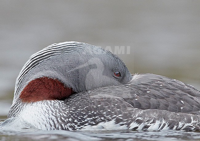 Red-throated Diver (Gavia stellata) Iceland June 2019 stock-image by Agami/Markus Varesvuo,
