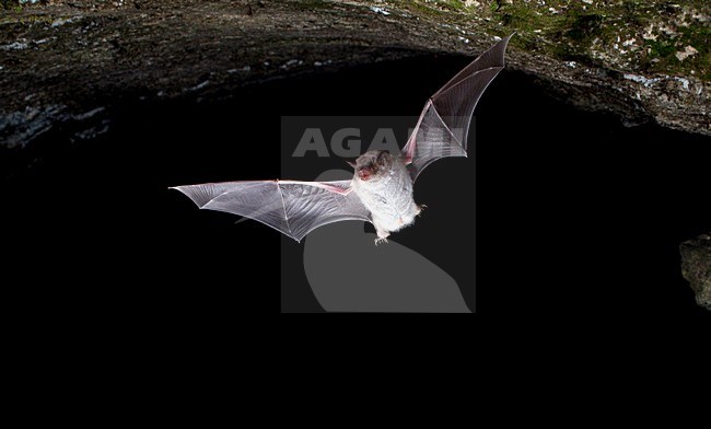 Capaccini's Vleermuis verlaat grot, Long Fingered bat leaving cave stock-image by Agami/Theo Douma,