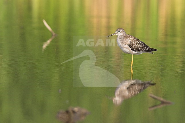  stock-image by Agami/Glenn Bartley,