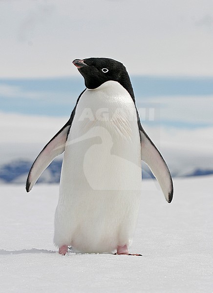 Adelie Penguin (Pygoscelis adeliae) stock-image by Agami/Pete Morris,