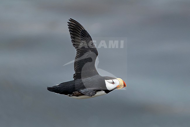 Horned Puffin (Fratercula corniculata) on St Paul island, Alaska, United States. stock-image by Agami/Dani Lopez-Velasco,