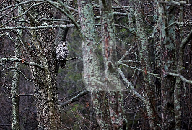 Great Grey Owl (Strix nebulosa) Helsinki Finland October 2017 stock-image by Agami/Markus Varesvuo,