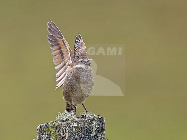 Displaying male Stout-billed Cinclodes (Cinclodes excelsior) in Colombia. stock-image by Agami/Pete Morris,