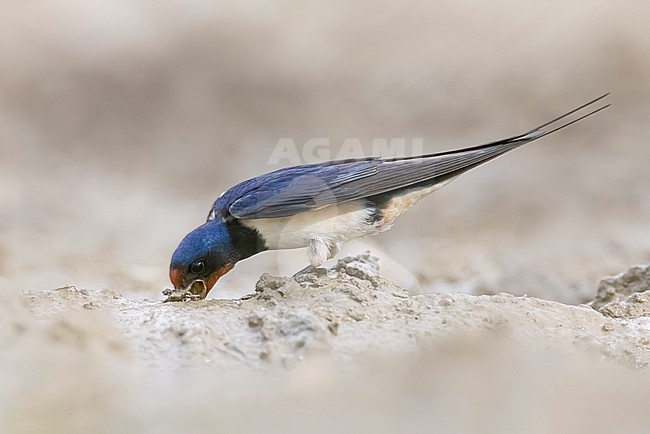 Barn Swallow (Hirundo rustica) in Italy. stock-image by Agami/Daniele Occhiato,