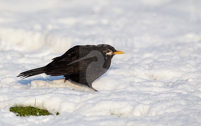 Part leucistic male Common Blackbird (Turdus merula merula) walking in snow at Holte, Denmark stock-image by Agami/Helge Sorensen,