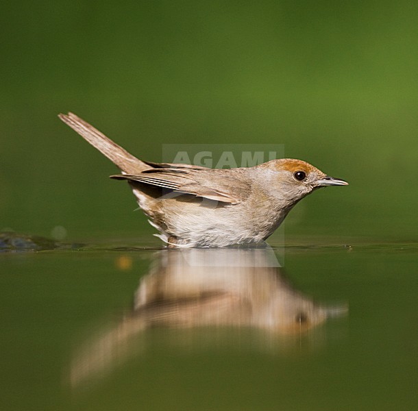 Vrouwtje Zwartkop neemt een bad; Female Blackcap taking a bath stock-image by Agami/Marc Guyt,