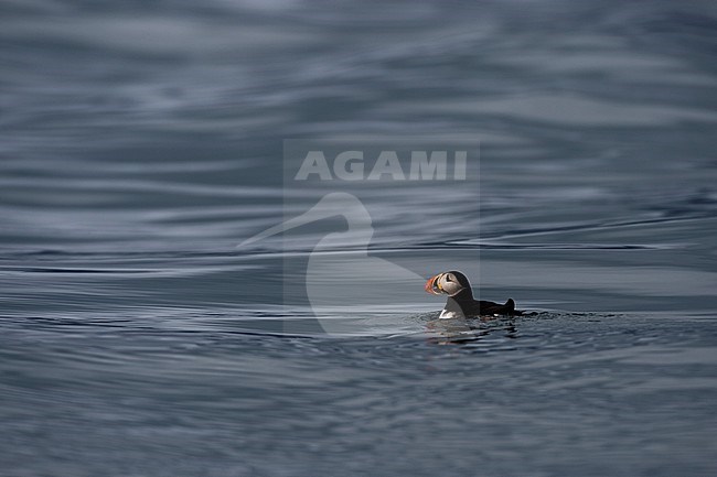 An Atlantic puffin, Fratercula arctica, swims in  Krossfjorden. Spitsbergen, Svalbard, Norway stock-image by Agami/Sergio Pitamitz,