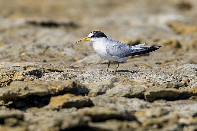 Saunders's Tern, Sternula saundersi, in Egypt. stock-image by Agami/Vincent Legrand,