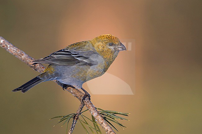 Pine Grosbeak - Hakengimpel - Pinicola enucleator, Finland stock-image by Agami/Ralph Martin,