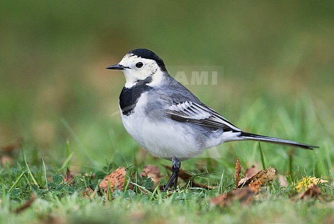 Autumn plumaged Pied Wagtail (Motacilla alba yarrellii) standing on a lawn in Great Britain. stock-image by Agami/Ralph Martin,