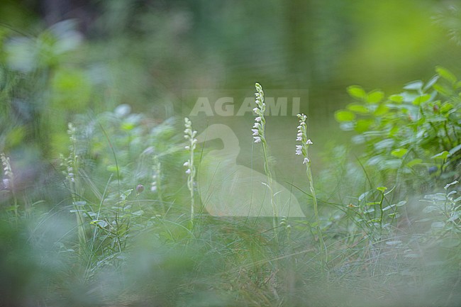 Langeloërduinen, Goodyera repens stock-image by Agami/Wil Leurs,