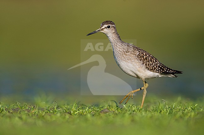 Wood Sandpiper (Tringa glareola) during migration in Italy. Standing in shallow water. stock-image by Agami/Daniele Occhiato,