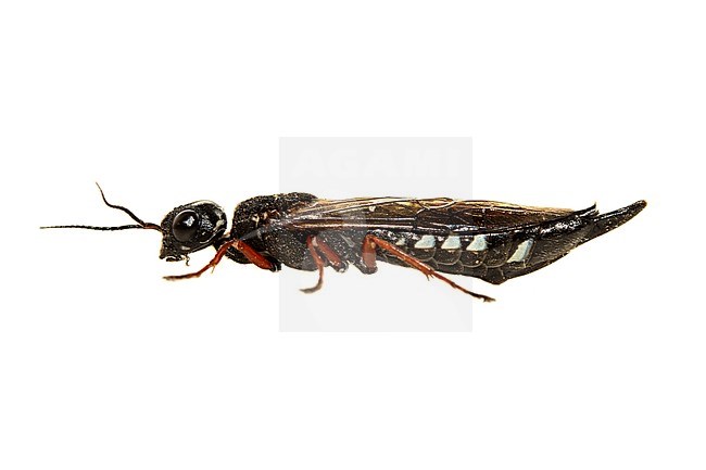 Alder Wood Wasp, Xiphydria camelus stock-image by Agami/Wil Leurs,