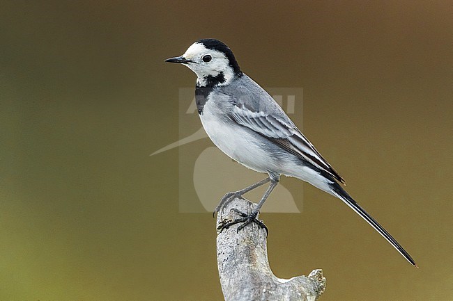 White Wagtail (Motacilla alba) perched on a branch in Italy. stock-image by Agami/Daniele Occhiato,
