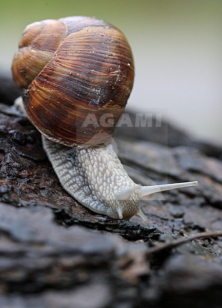 Wijngaardslak; Burgundy snail stock-image by Agami/Jacques van der Neut,