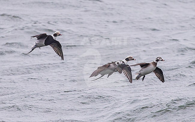 Flock of Long-tailed Duck (Clangula hyemalis), male and female, winter plumage in flight. stock-image by Agami/Lennart Verheuvel,
